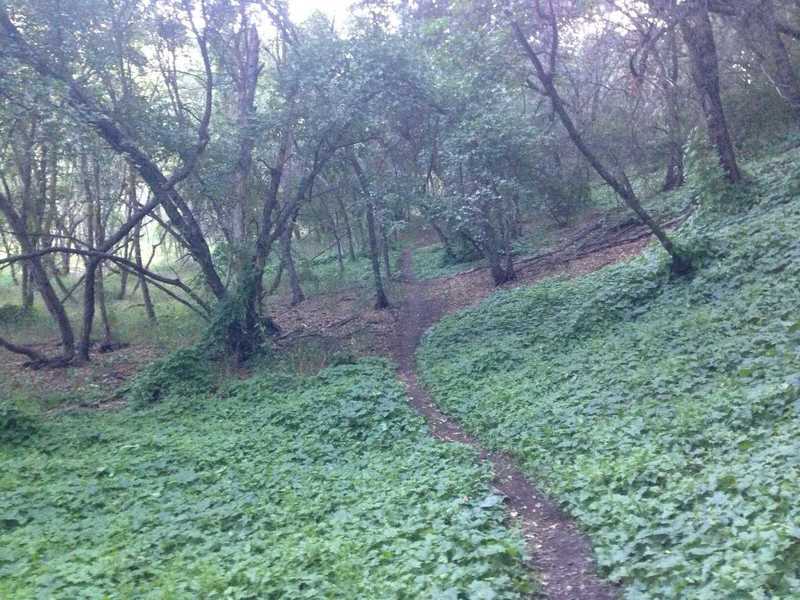 A lush section of the singletrack trail.