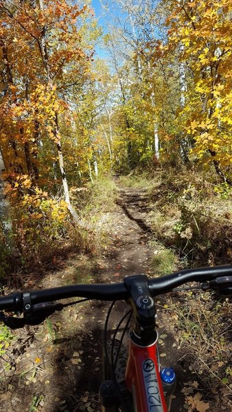 Gorgeous Fall colors on the descent through aspen groves