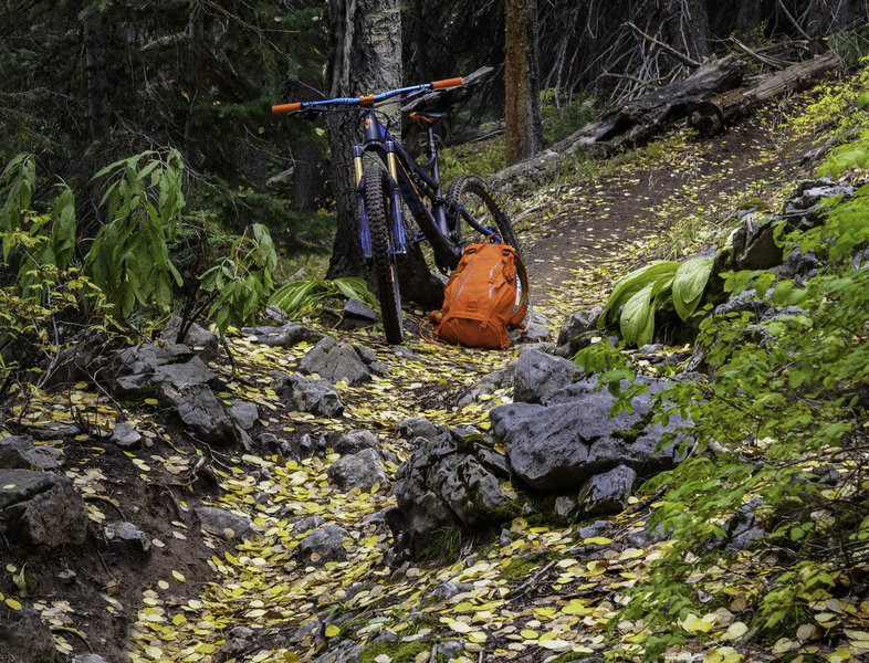 some of fabulous singletrack perfectly covered with falls color