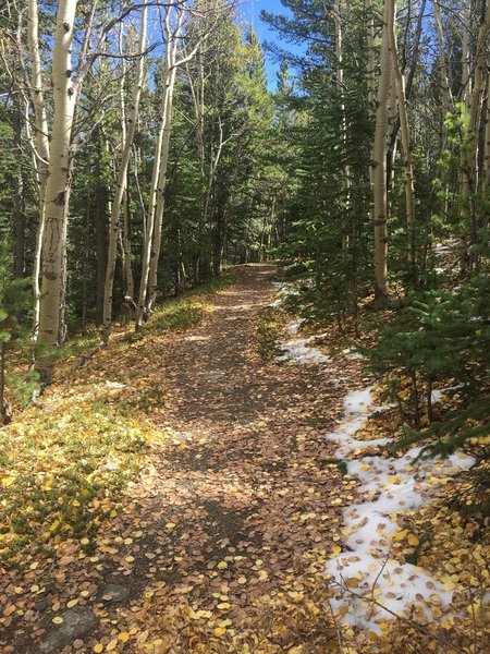 Wide, smooth, very steep in places.  This trail is a workout because of the steepness at altitude, but not singletrack and not challenging technically.  I found it dull