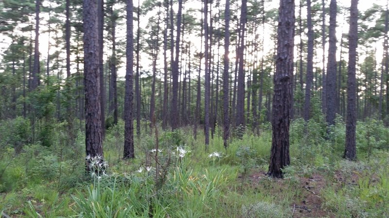 Spider Lillies in bloom at the top of B