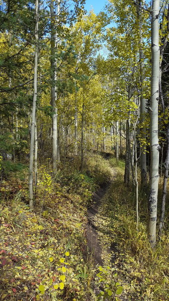 Fall colors on the Sherwood Gulch singletrack.