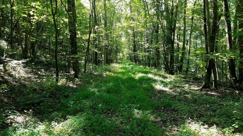 Looking down one of the old railroad bed that makes up part of the trail.