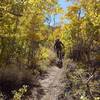 Aspens on the upper Waganobe Trail