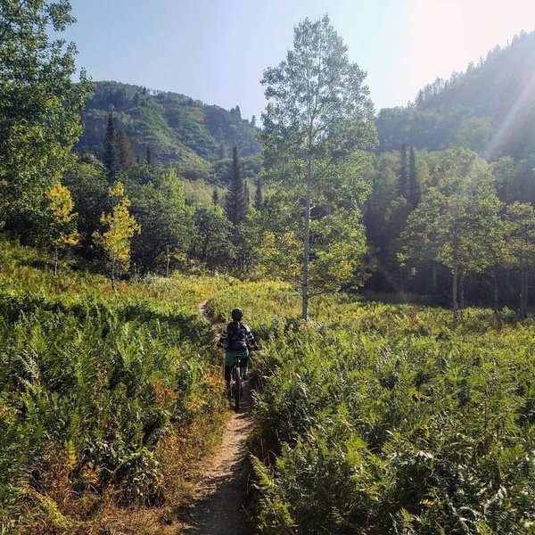 climbing up Spring Creek trail