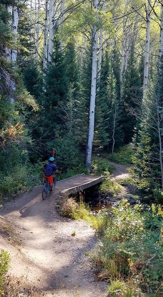 aspens and bridges abound in Spring Creek trail