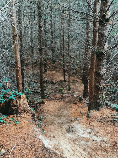 Twisting through the Lower Mirkwood trail.