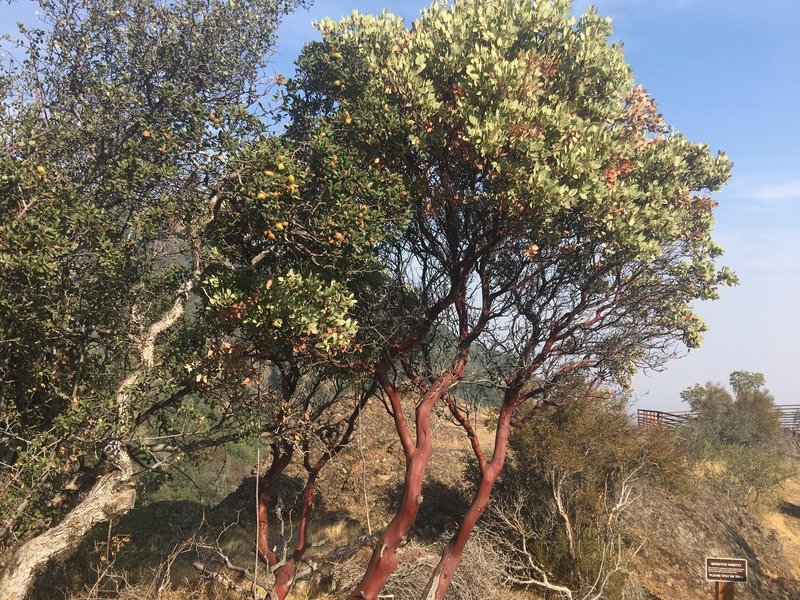 Manzanita along the Mount Umunhum Trail