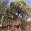 Manzanita along the Mount Umunhum Trail