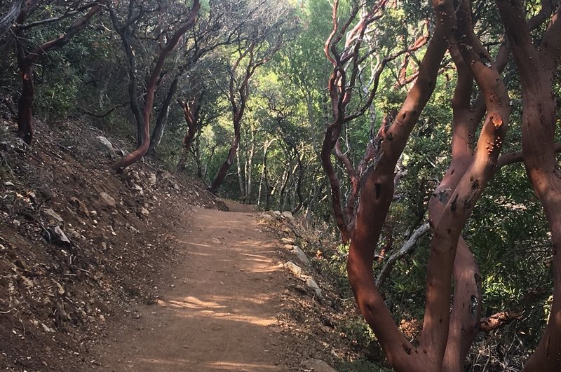 Madrone trees along the Mount Umunhum Trail.
