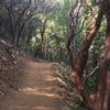 Madrone trees along the Mount Umunhum Trail.