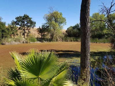 A gravel pit lake with lots of algae