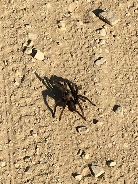 This hairy dude was strolling right down the middle of Telegraph Canyon.