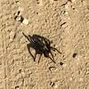 This hairy dude was strolling right down the middle of Telegraph Canyon.