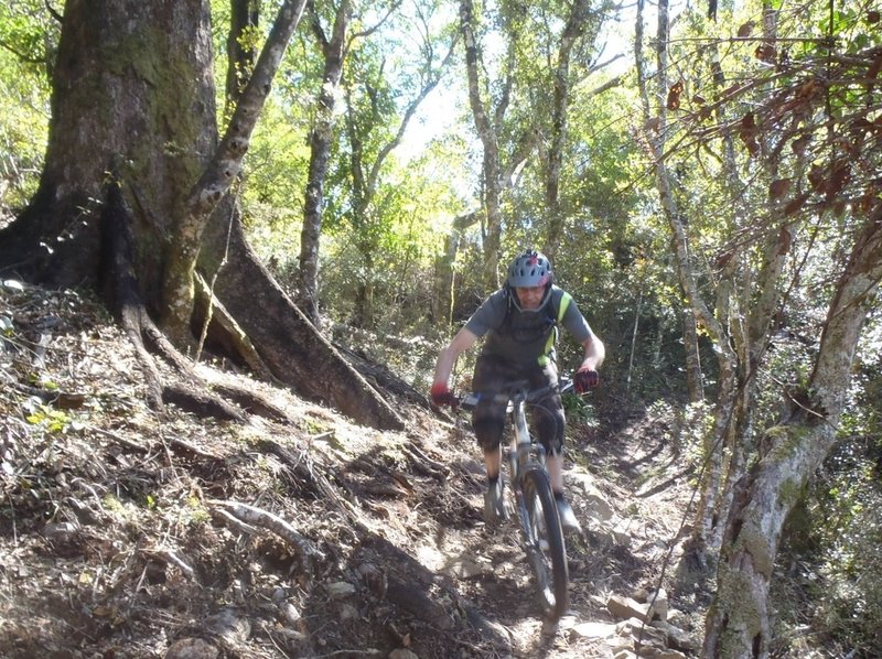 Roots are part of the challenge on Te Ara Koa, especially the top section of the trail