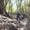 Roots are part of the challenge on Te Ara Koa, especially the top section of the trail