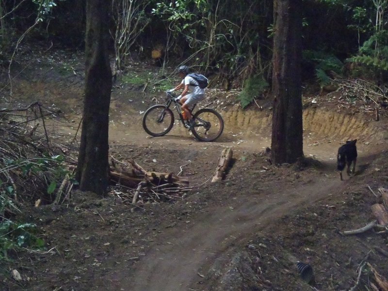 Climbing up the well-graded Alpha Trail in the Silvan Forest.