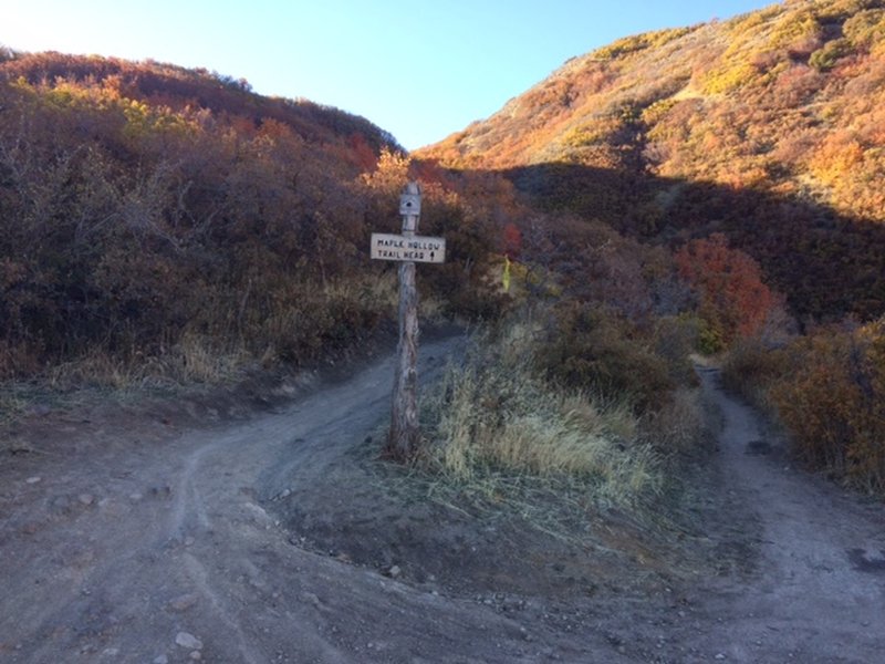 Maple Hollow Trail Access from Ann's Trail.