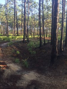 Fun section at the end of the Brown Trail.