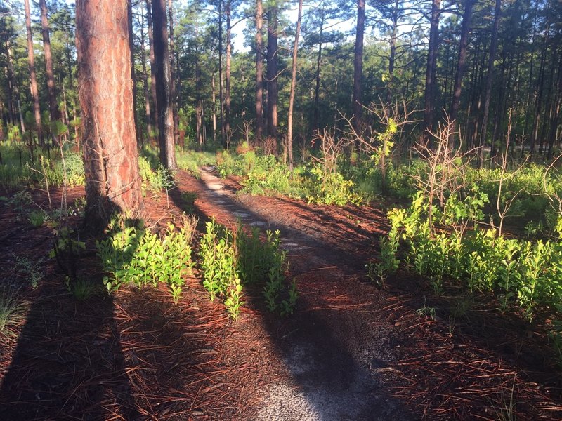 The best trail at Smith Lake.