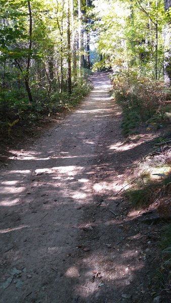 The beginning of the trail has wide roads and the surrounding forest isn't too dense.