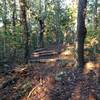 Start of the Turkey Creek Down Hill. Be on the lookout for these logs. Easy to miss if you are going clockwise.