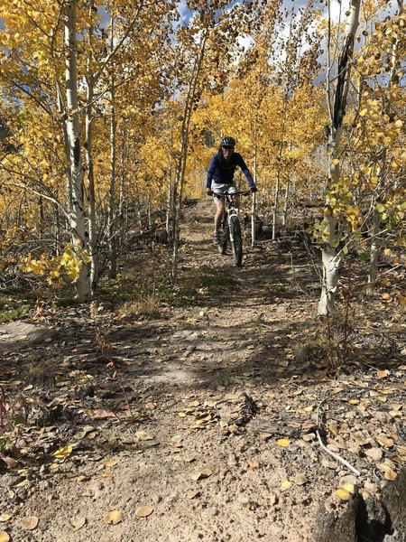 A golden day in the aspens on the American Springs Loop.