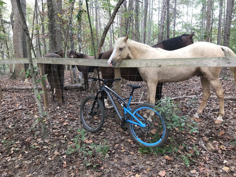 Horses on Lake Loop.(good start off trail)