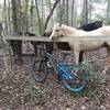 Horses on Lake Loop.(good start off trail)