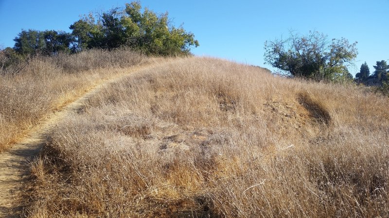 Where Ed Edelman Loop trail (right) meets U-Capa trail (left).