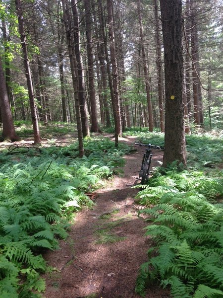 Amongst the many ferns on Porcupine.