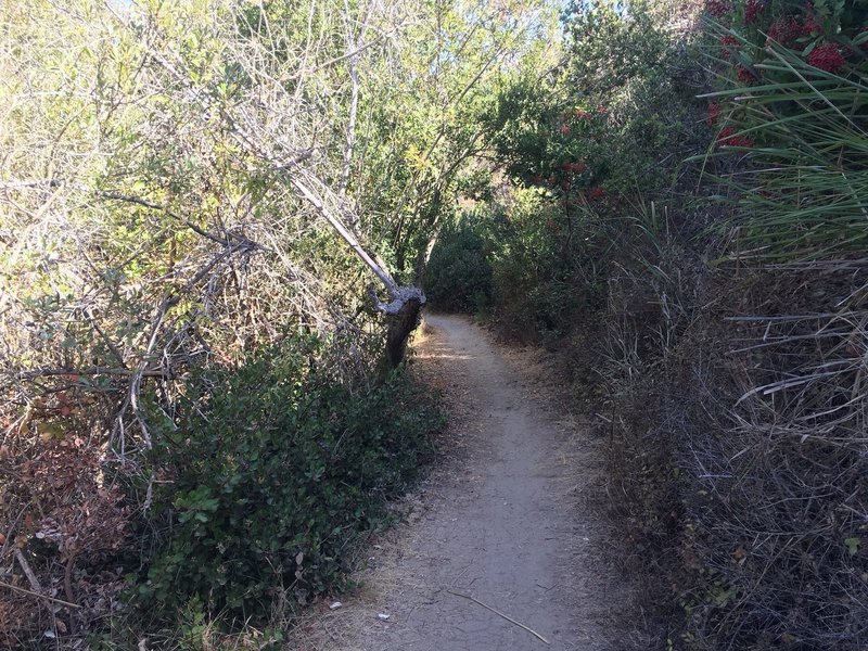 View of Buck Gully Trail during the ascent.