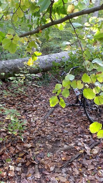 Fallen tree about a mile in before the stream crossing