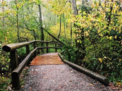 A boardwalk and shallow creek complete the experience on the Connelly Creek Trail.