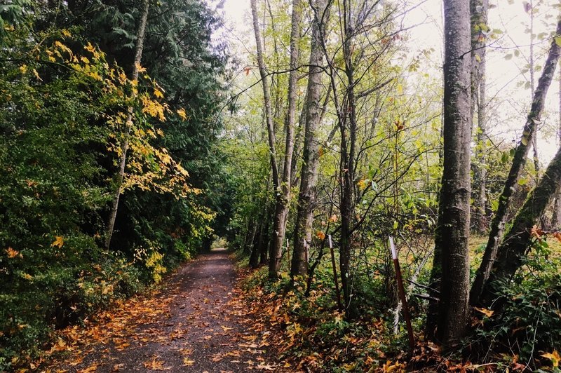 This stretch of Connelly Creek Trail feels like an old country road.