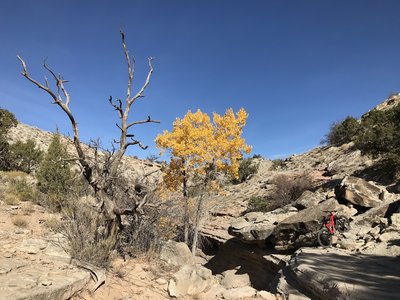 Climbing back up from gully.
