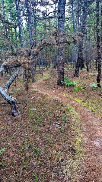 Pine needles covered trail