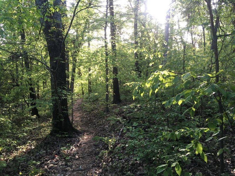 Spring in the forest on Gheen Trail.