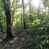 Spring in the forest on Gheen Trail.