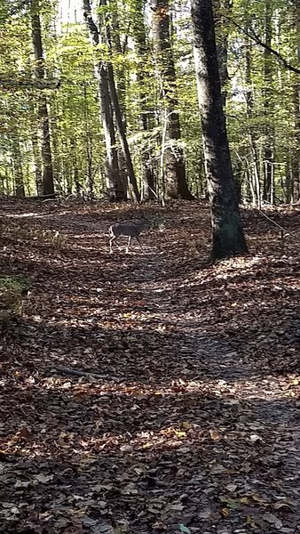 Watch out for deer in the early morning and late afternoon.