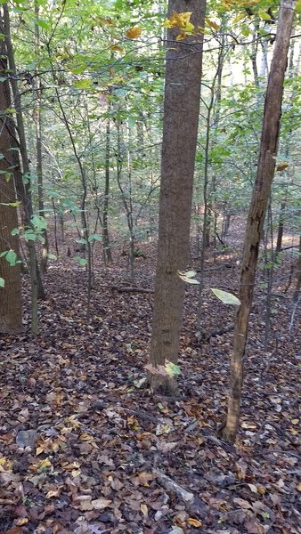 Forest views along the trail.