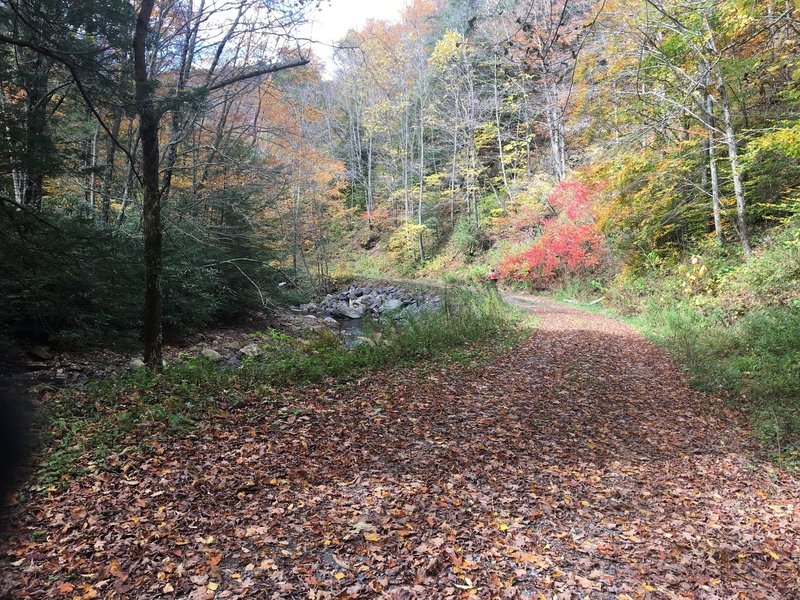 Dogway Rd near intersection with Cranberry River.