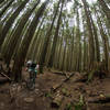 Tall trees surround riders on the downhill.