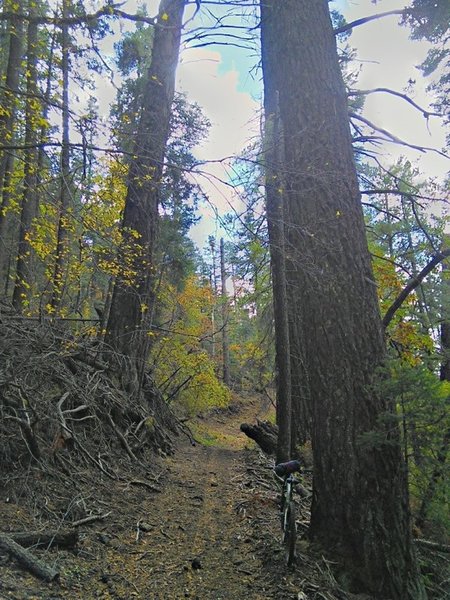 Getting up into the singletrack and big trees.