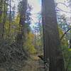 Getting up into the singletrack and big trees.