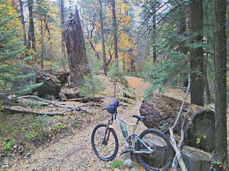 Huge tree in the canyon.