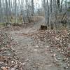 Slightly banked s-turn along the Main Loop trail.