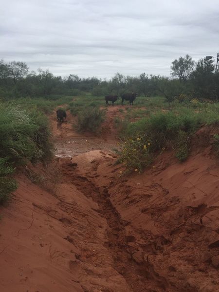 Buffalo on the trail.