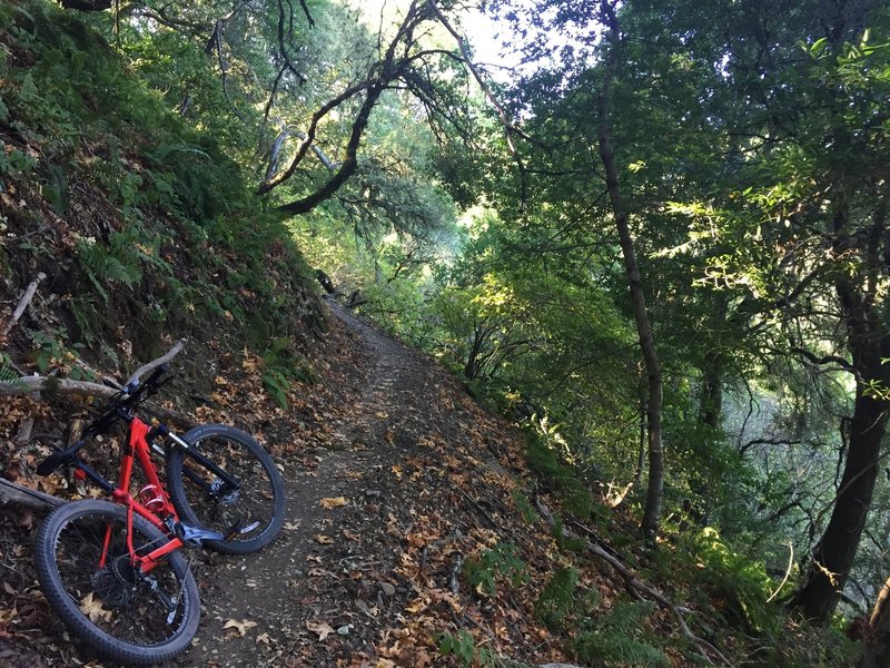 Tree covered portion of chestnut trail.