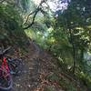 Tree covered portion of chestnut trail.